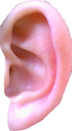 Tournures prédicatives auditives